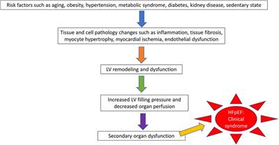 Evaluation of large animal models for preclinical studies of heart failure with preserved ejection fraction using clinical score systems